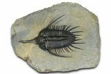 Prone Psychopyge Trilobite - Top Quality Specimen #368559-3